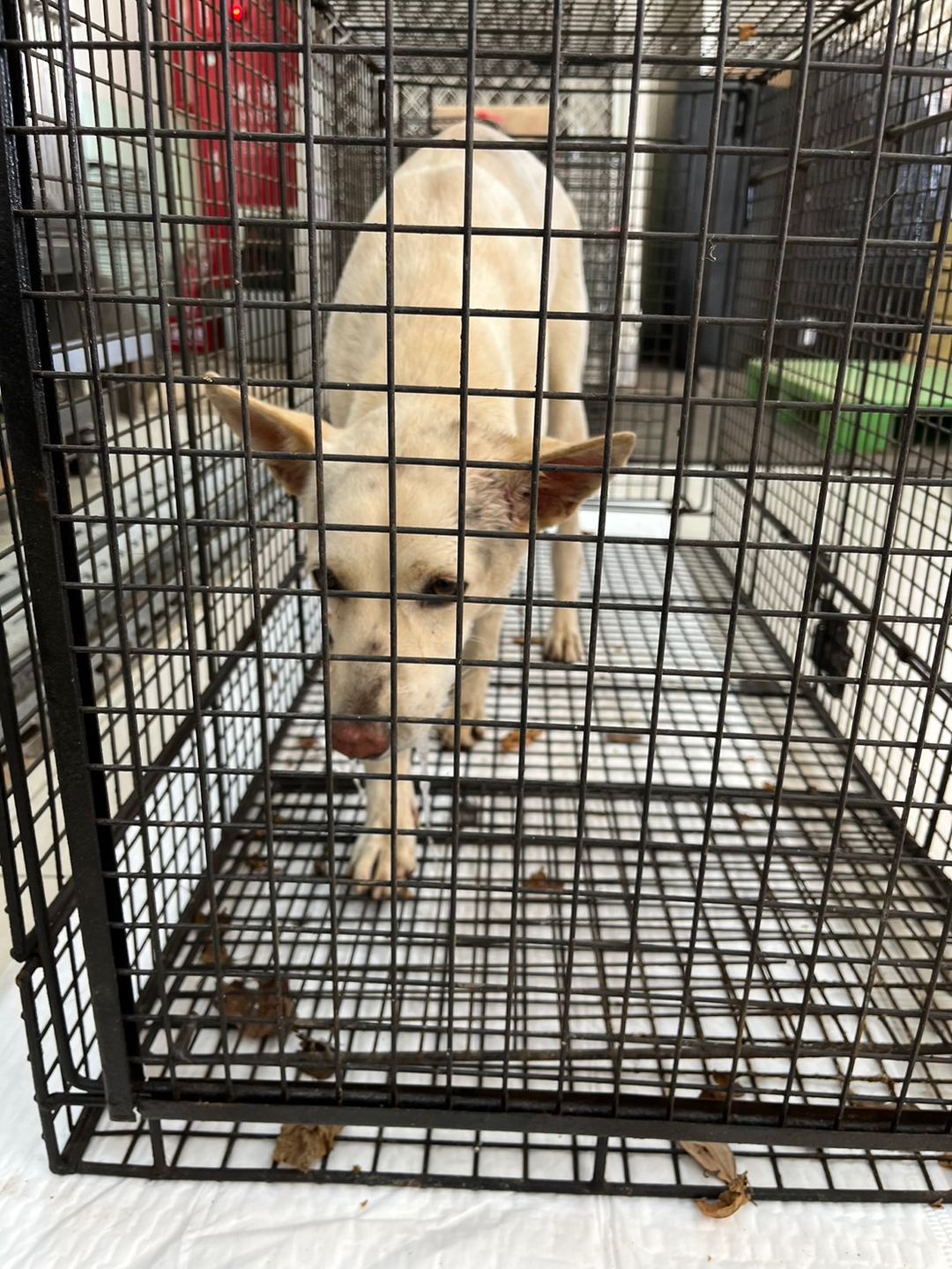 Photo of No. 1121016D01, Adult · Female · Medium · Mixed breed