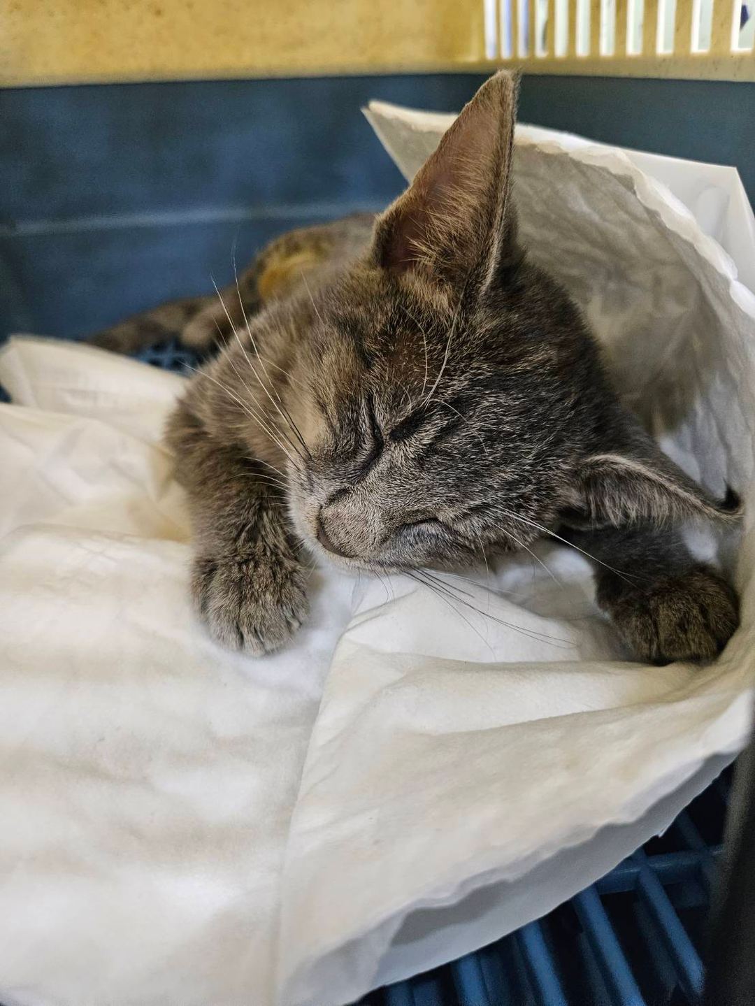 Photo of No. 1121017C05, Young · Female · Small · Mixed breed