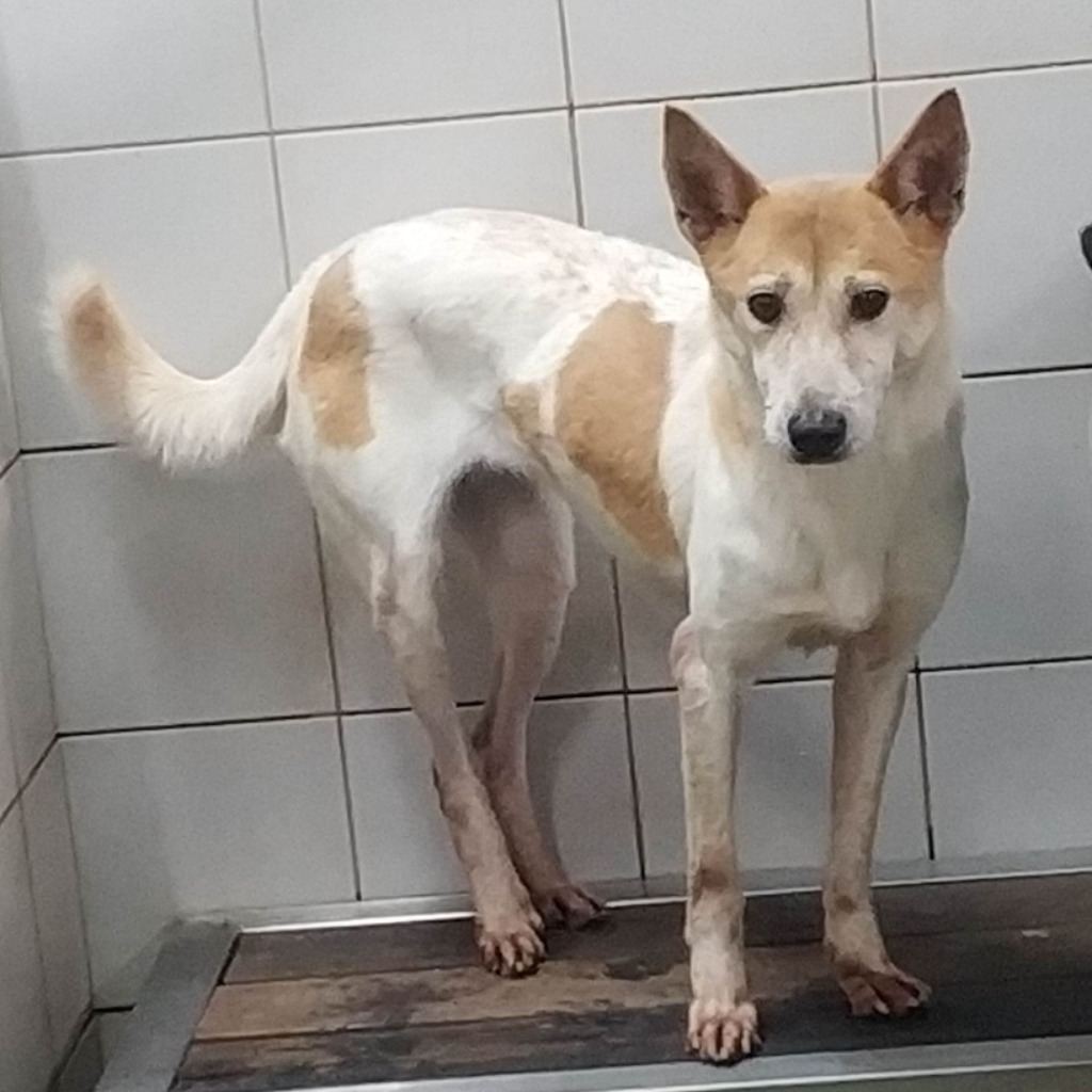 Photo of No. AAAEG103030406, Adult · Female · Medium · Mixed breed