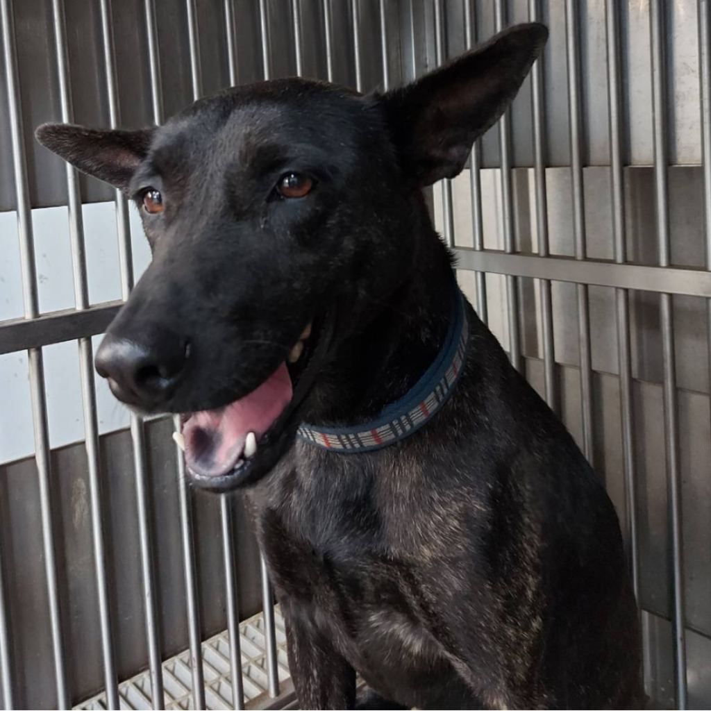 Photo of No. AAADG2023102201, Adult · Female · Medium · Mixed breed