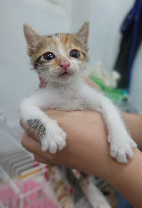 Photo of No. 1121759, Young · Female · Small · Mixed breed
