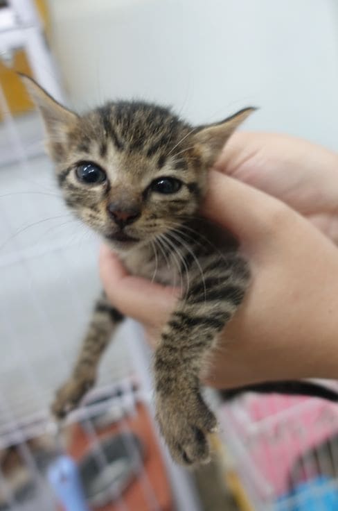 Photo of No. 1121760, Young · Female · Small · Mixed breed