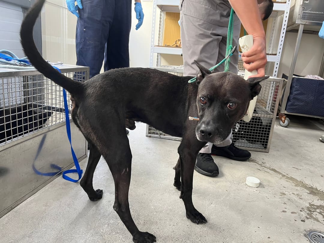Photo of No. VAAAG112102404, Adult · Male · Medium · Mixed breed