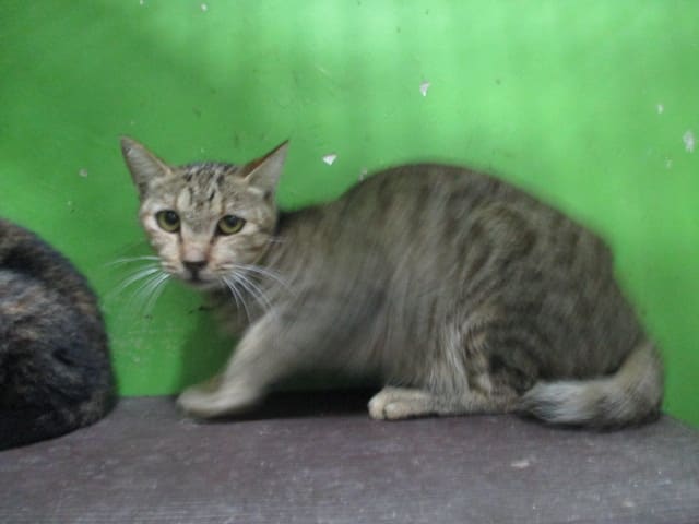 Tabby adult female mixed-breed cat, Large, shelter no. …C1-5