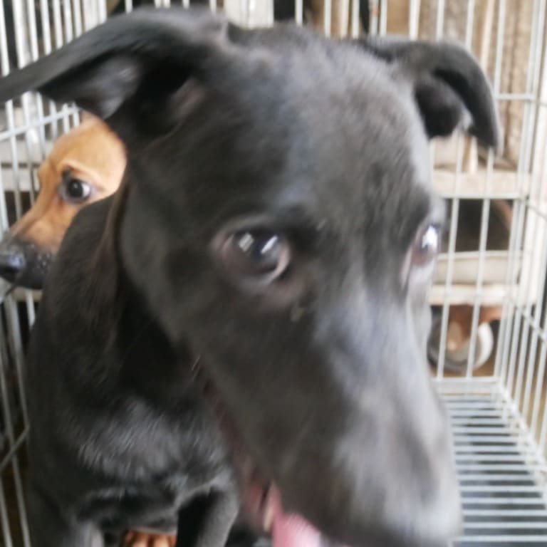 Photo of No. S121024-05, Adult · Male · Medium · Mixed breed
