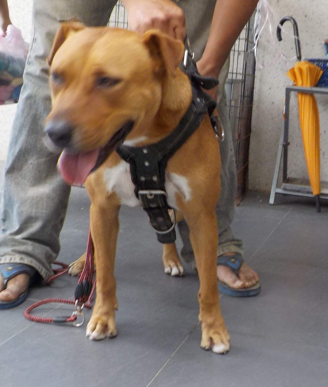 Tan adult female mixed-breed dog, Medium, shelter no. …7576