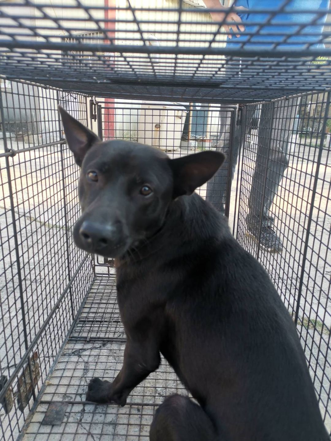 Photo of No. 1121025D01, Adult · Male · Medium · Mixed breed