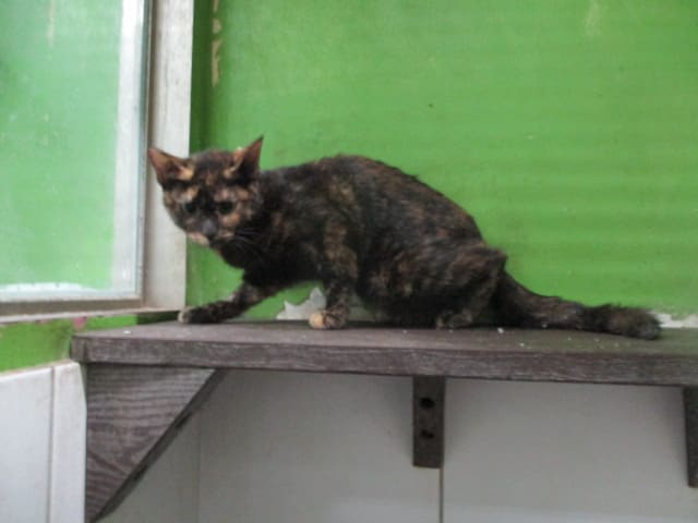 Photo of No. LAAAG11210301-1, Adult · Female · Large · Mixed breed
