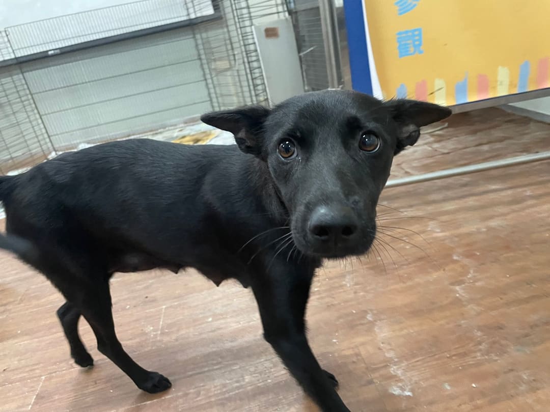 Photo of No. MAAAG1121031013, Adult · Female · Medium · Mixed breed