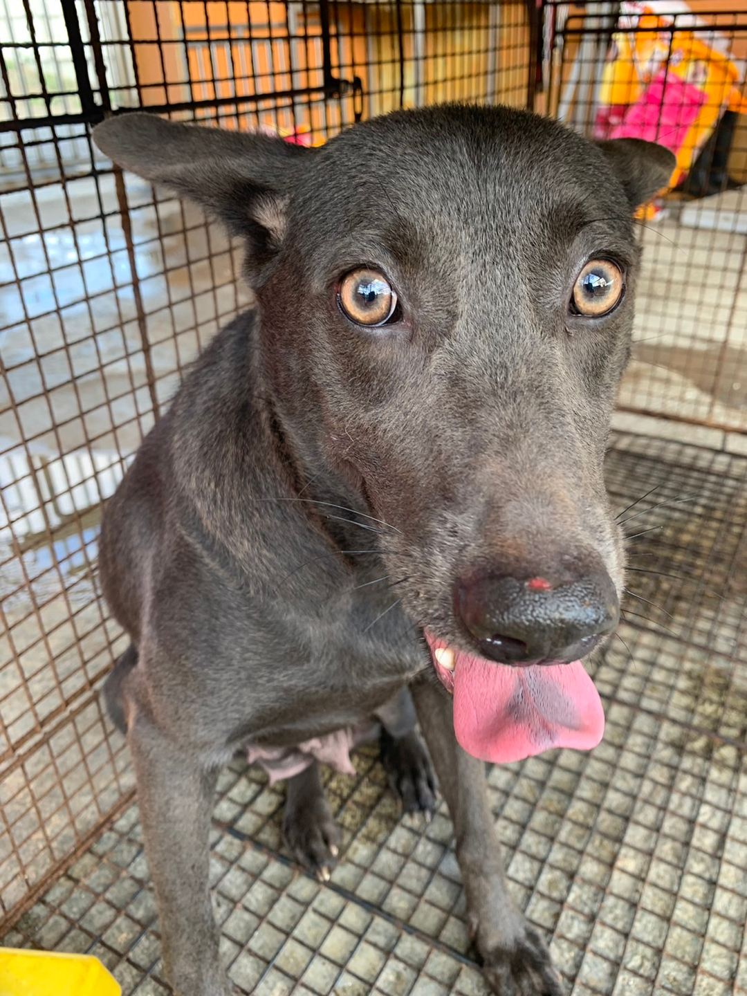 Photo of No. PAAAG1121102005, Adult · Female · Large · Mixed breed