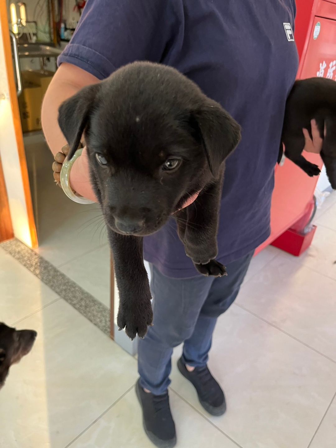 Photo of No. 1121030D05, Young · Female · Small · Mixed breed