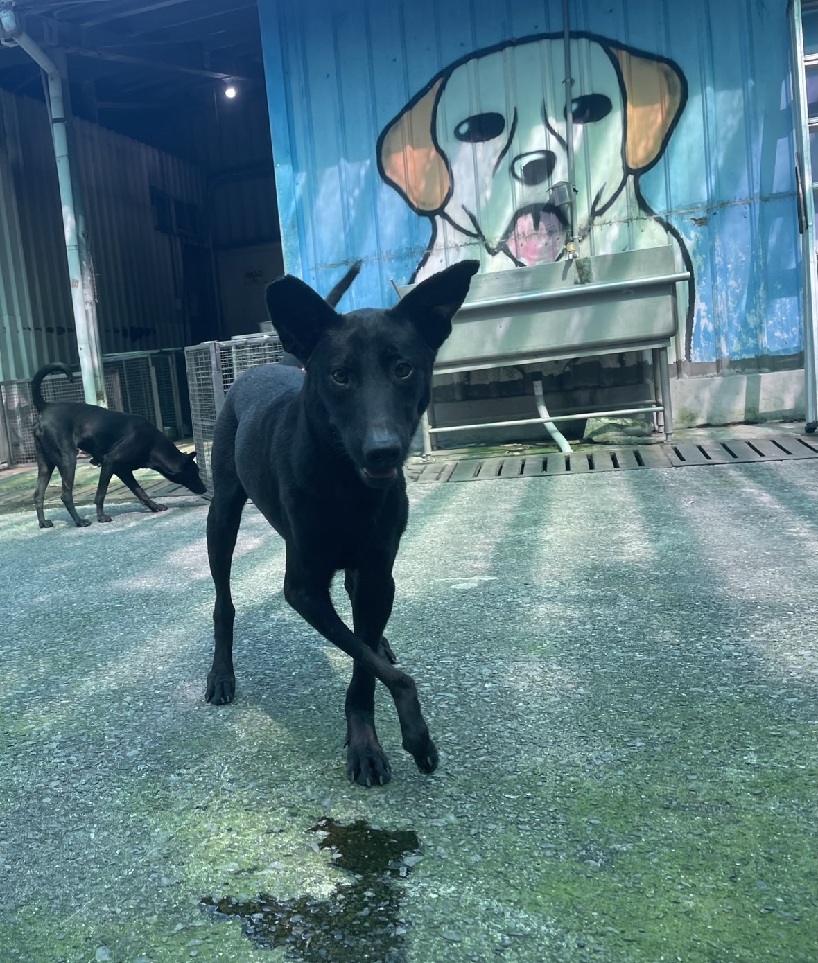 Photo of No. MAAAG1130716002, Adult · Female · Medium · Mixed breed