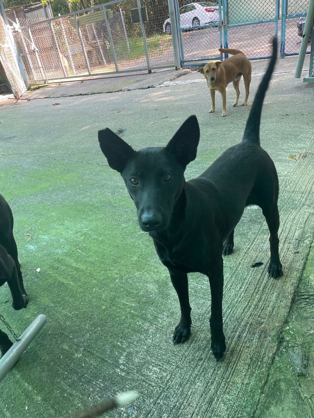 Photo of No. MAAAG1130716004, Adult · Female · Medium · Mixed breed
