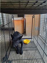 Photo of No. PAAAG11007290501, Adult · Male · Large · Mixed breed