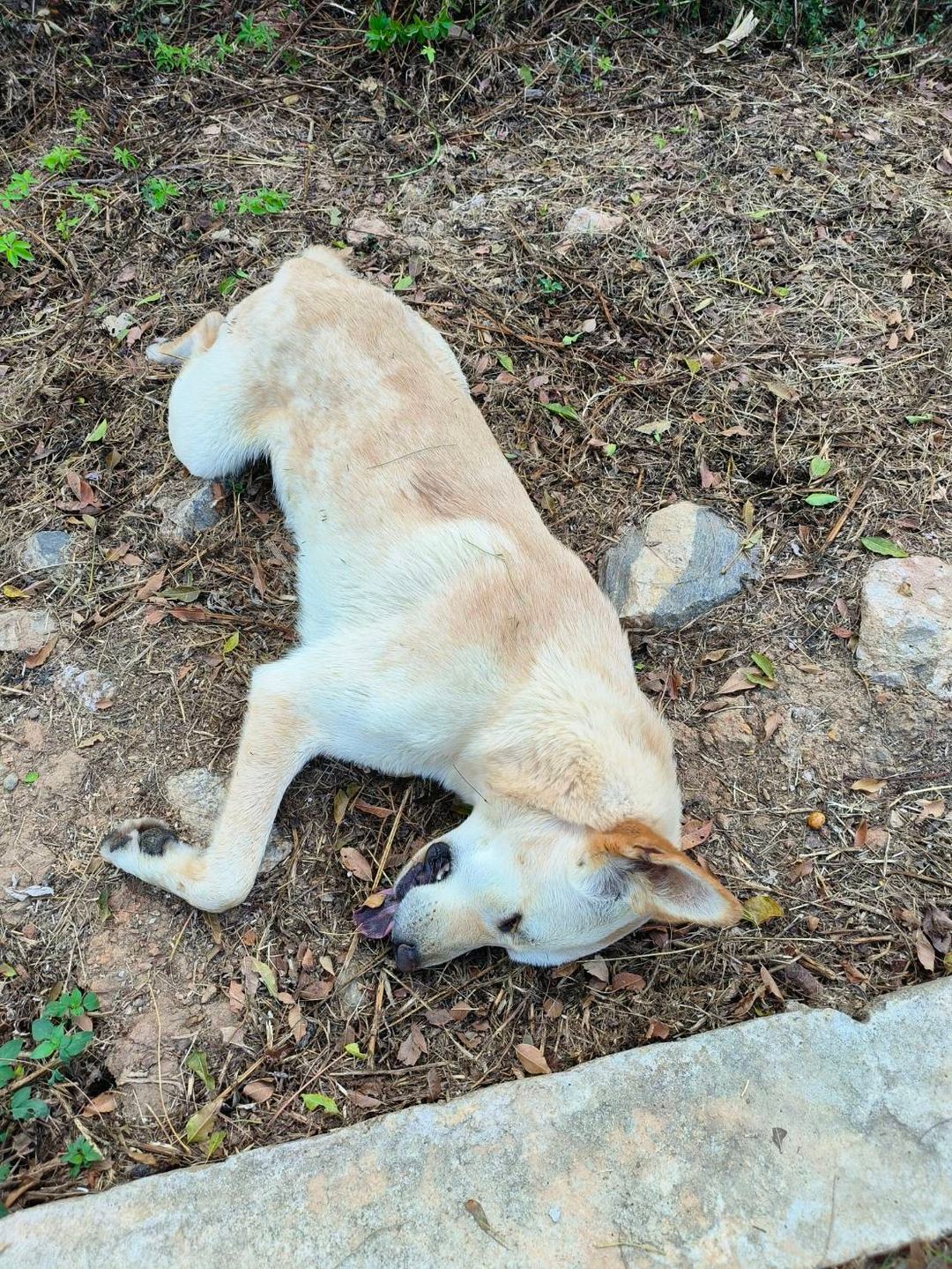 Photo of No. 1121105D01, Adult · Male · Medium · Mixed breed