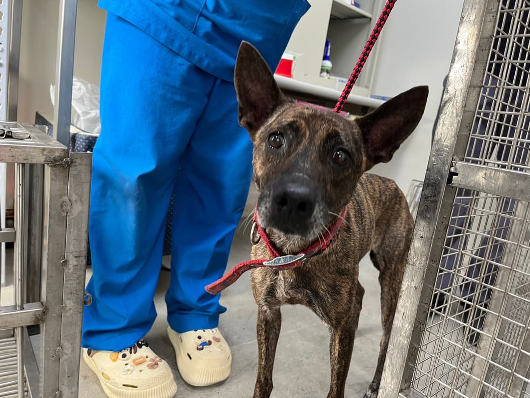 Photo of No. VAAAG112110908, Adult · Female · Medium · Mixed breed