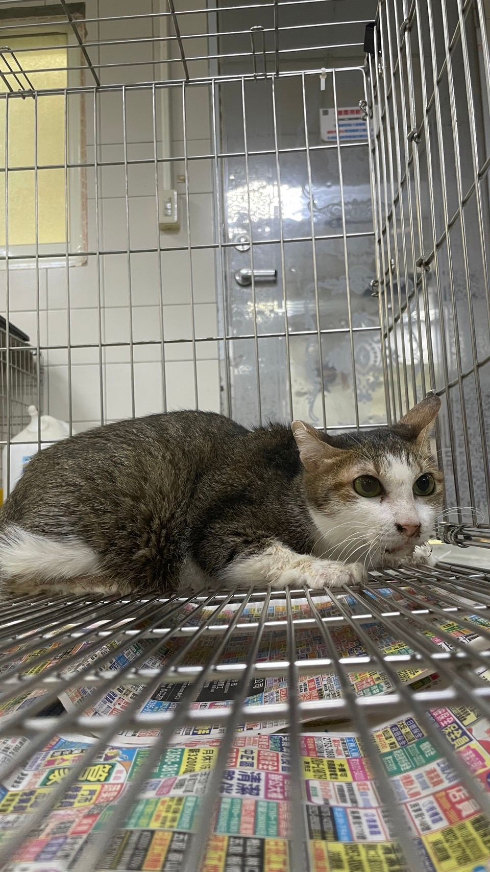 Photo of No. AAACG1121110001, Adult · Female · Medium · Mixed breed