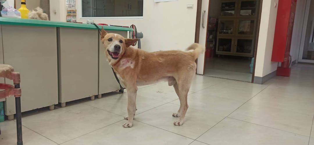 Photo of No. 1121107D02, Adult · Male · Medium · Mixed breed