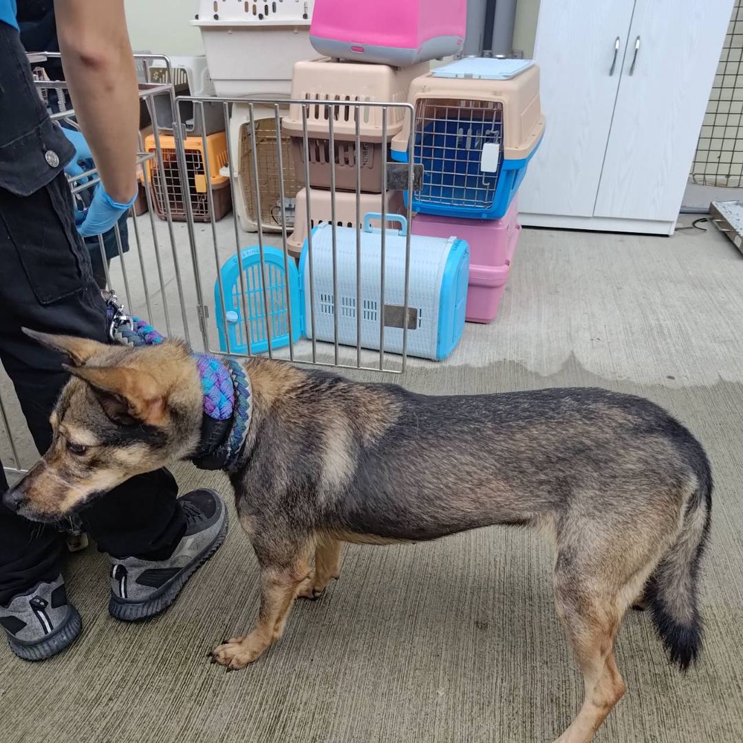 Photo of No. VAAAG112111202, Adult · Female · Medium · Mixed breed