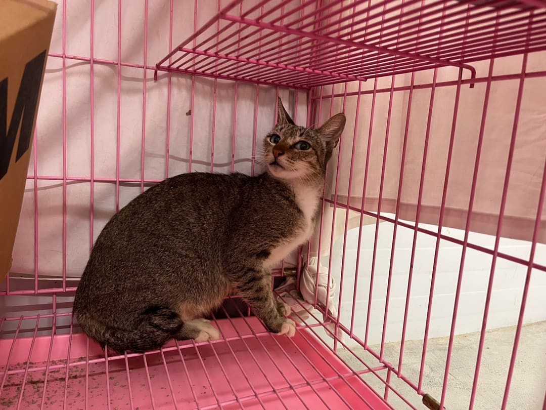 Tabby adult female mixed-breed cat, Medium, shelter no. …1407