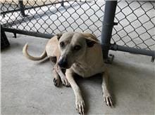 White adult female mixed-breed dog, Medium, shelter no. …3004