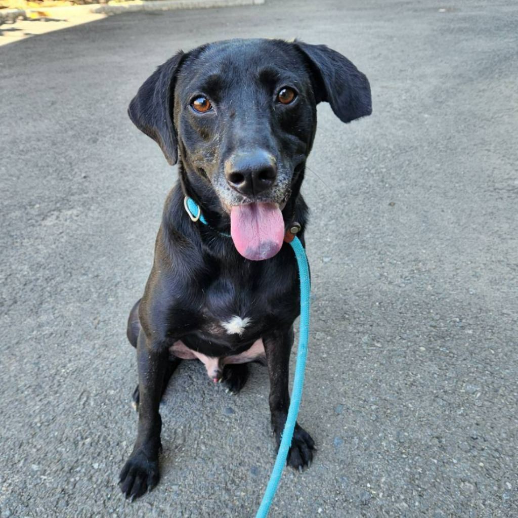 Photo of No. DAAAG1100302004, Adult · Male · Medium · Mixed breed