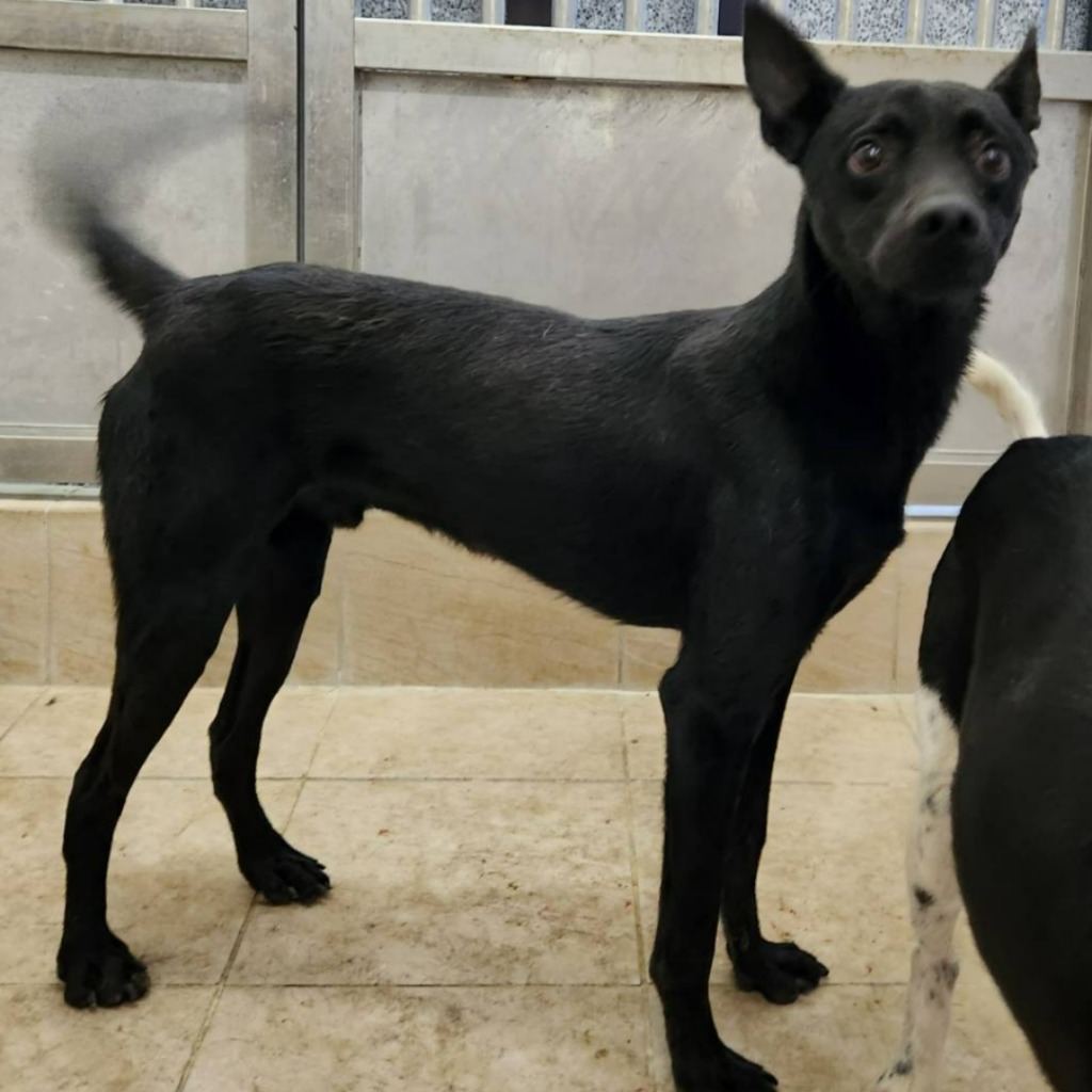 Photo of No. DAAAG1100524003, Young · Male · Small · Mixed breed