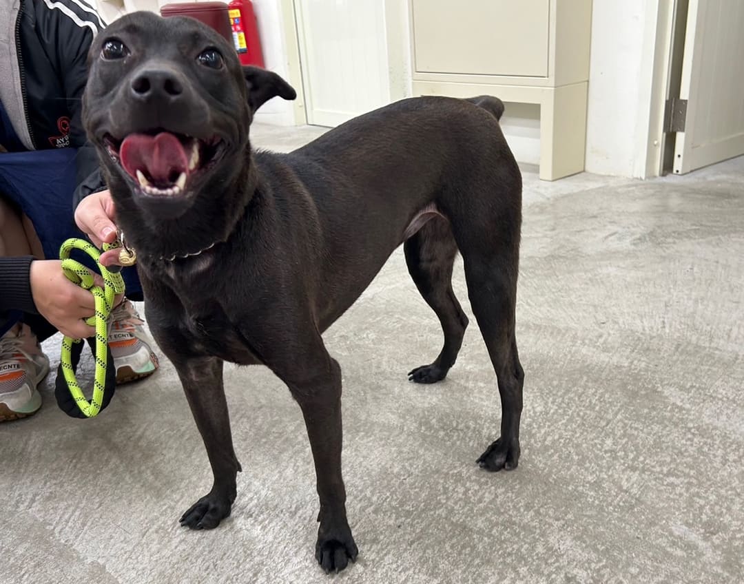 Photo of No. VAAAG112111610, Adult · Female · Medium · Mixed breed
