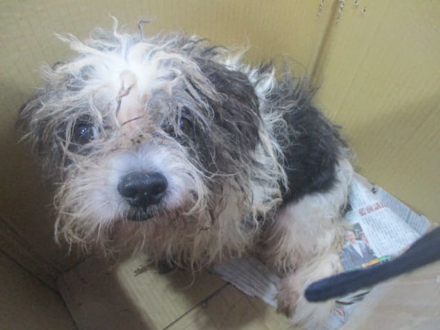 Photo of No. 1116A24, Adult · Male · Medium · Mixed breed