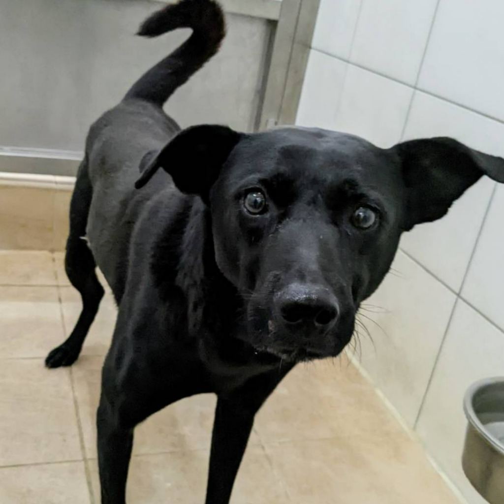 Black adult male mixed-breed dog, Medium, shelter no. …8001