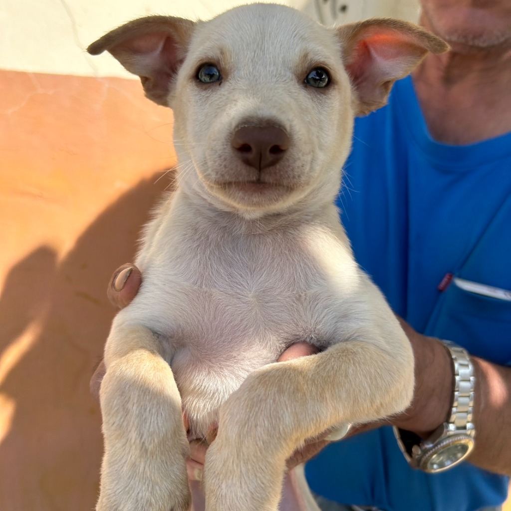 Photo of No. PAAAG1121117040, Adult · Male · Medium · Mixed breed