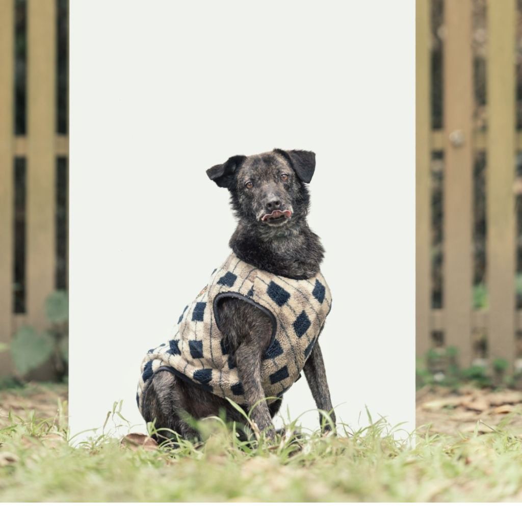 Photo of No. AAAEG103112105, Adult · Female · Medium · Mixed breed