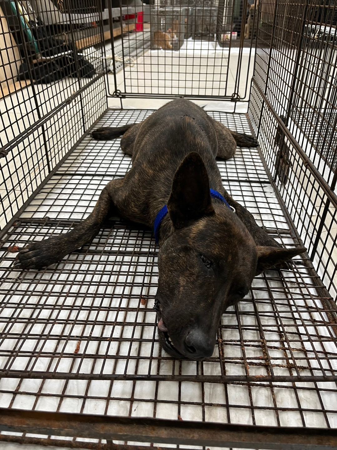 Photo of No. 1121114D02, Adult · Female · Medium · Mixed breed
