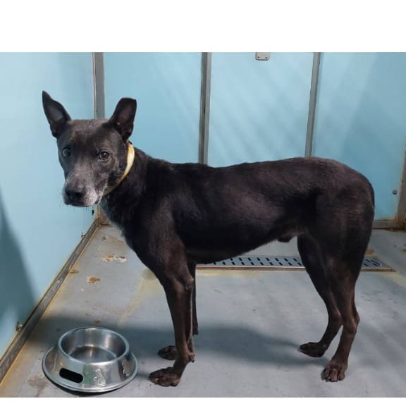 Black adult male mixed-breed dog, Medium, shelter no. …2105