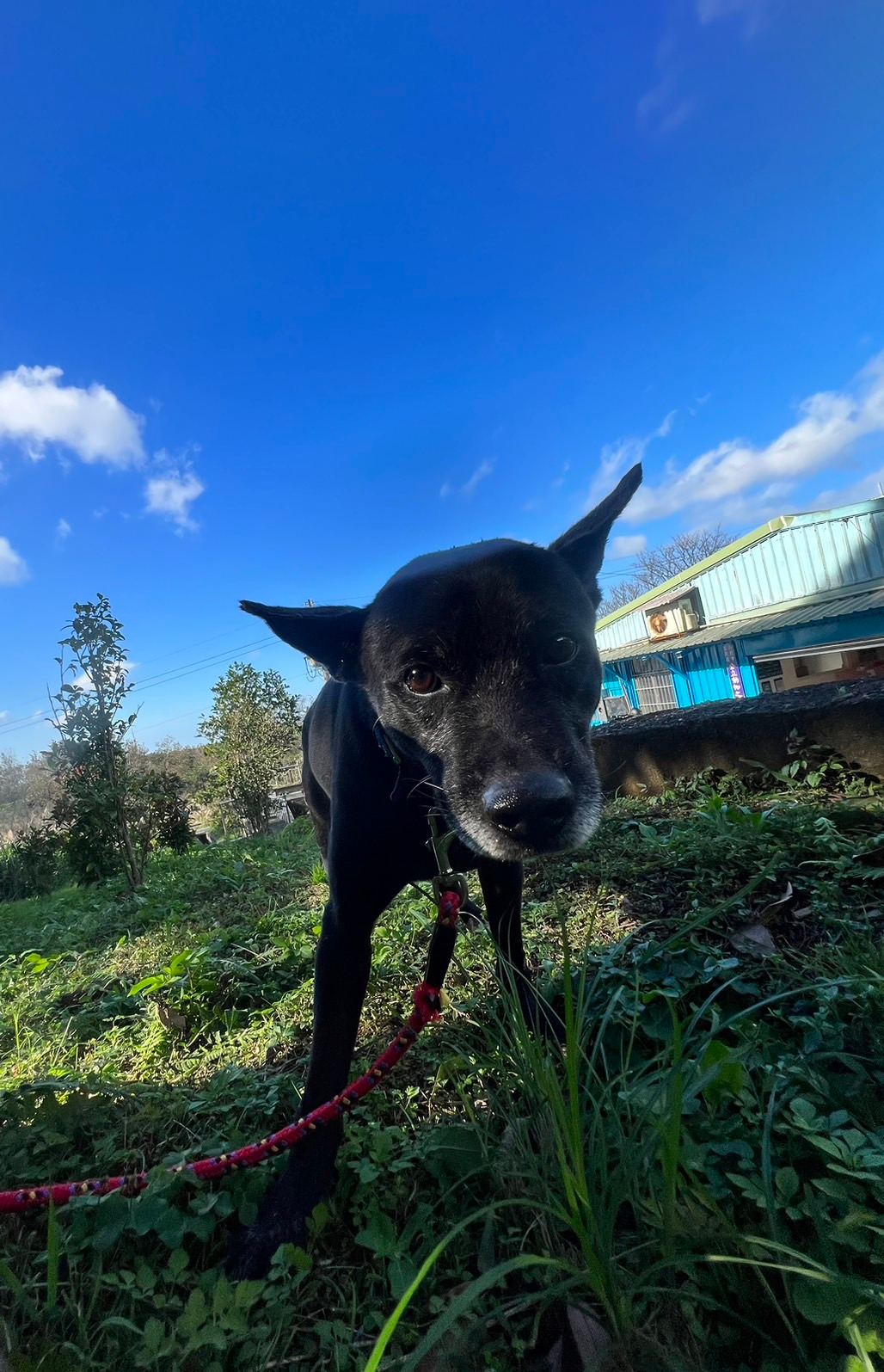 Photo of No. AAAJG1120807002, Adult · Male · Medium · Mixed breed
