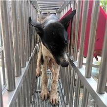 Photo of No. PAAAG1110615032, Adult · Male · Large · Mixed breed