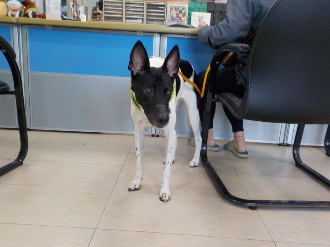 Photo of No. HAAAG1121123864, Adult · Male · Medium · Mixed breed