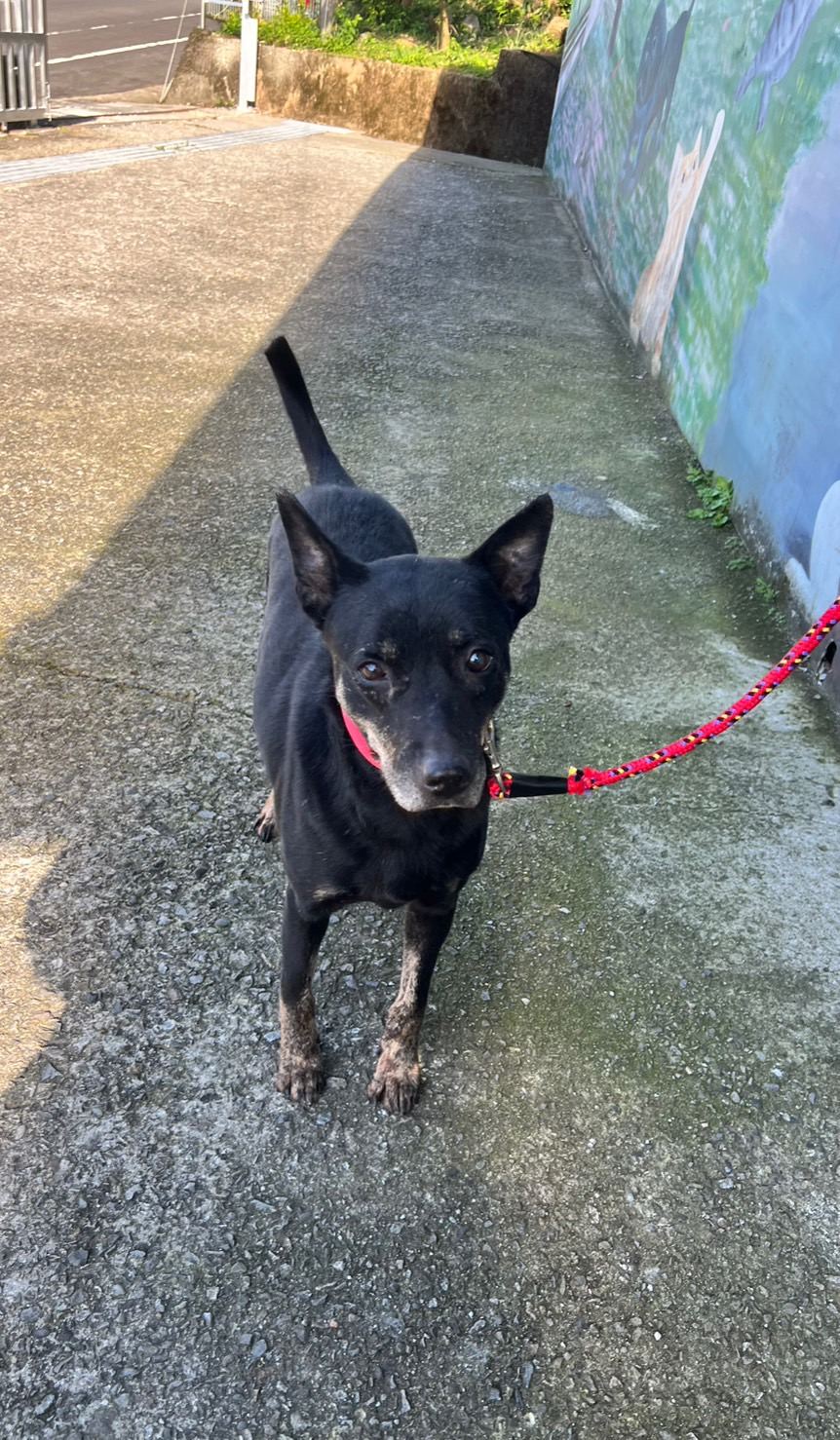 Photo of No. AAAJG1091228002, Adult · Male · Medium · Mixed breed