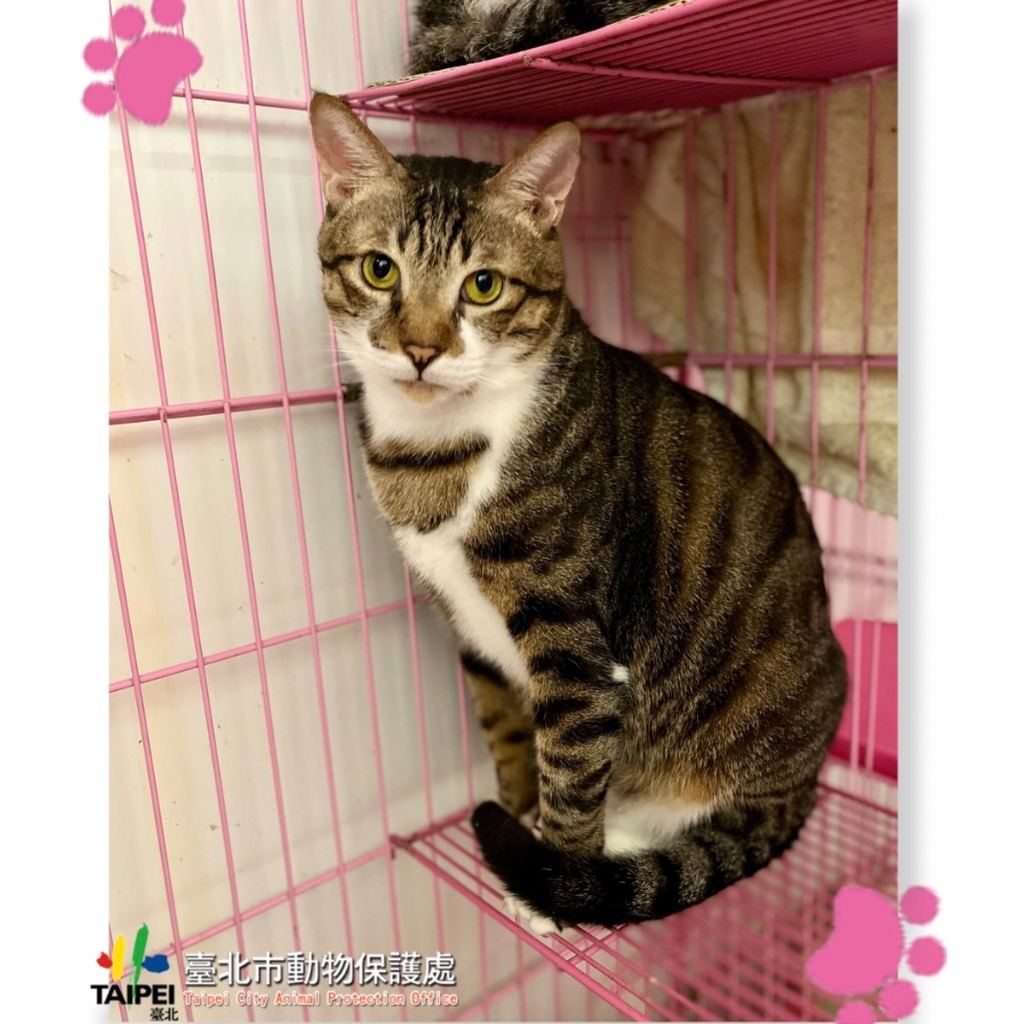 Tabby-and-white adult male mixed-breed cat, Medium, shelter no. …0808