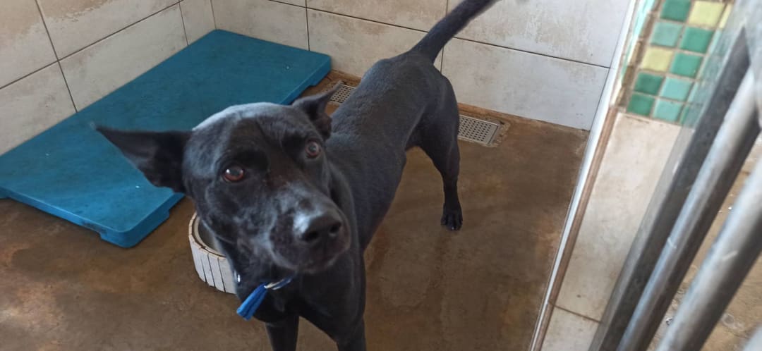 Photo of No. 1121116D01, Adult · Male · Medium · Mixed breed