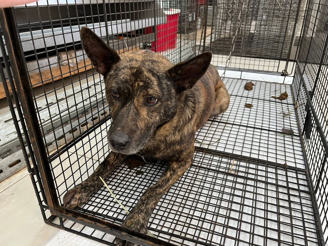 Tabby adult male mixed-breed dog, Medium, shelter no. …7D01