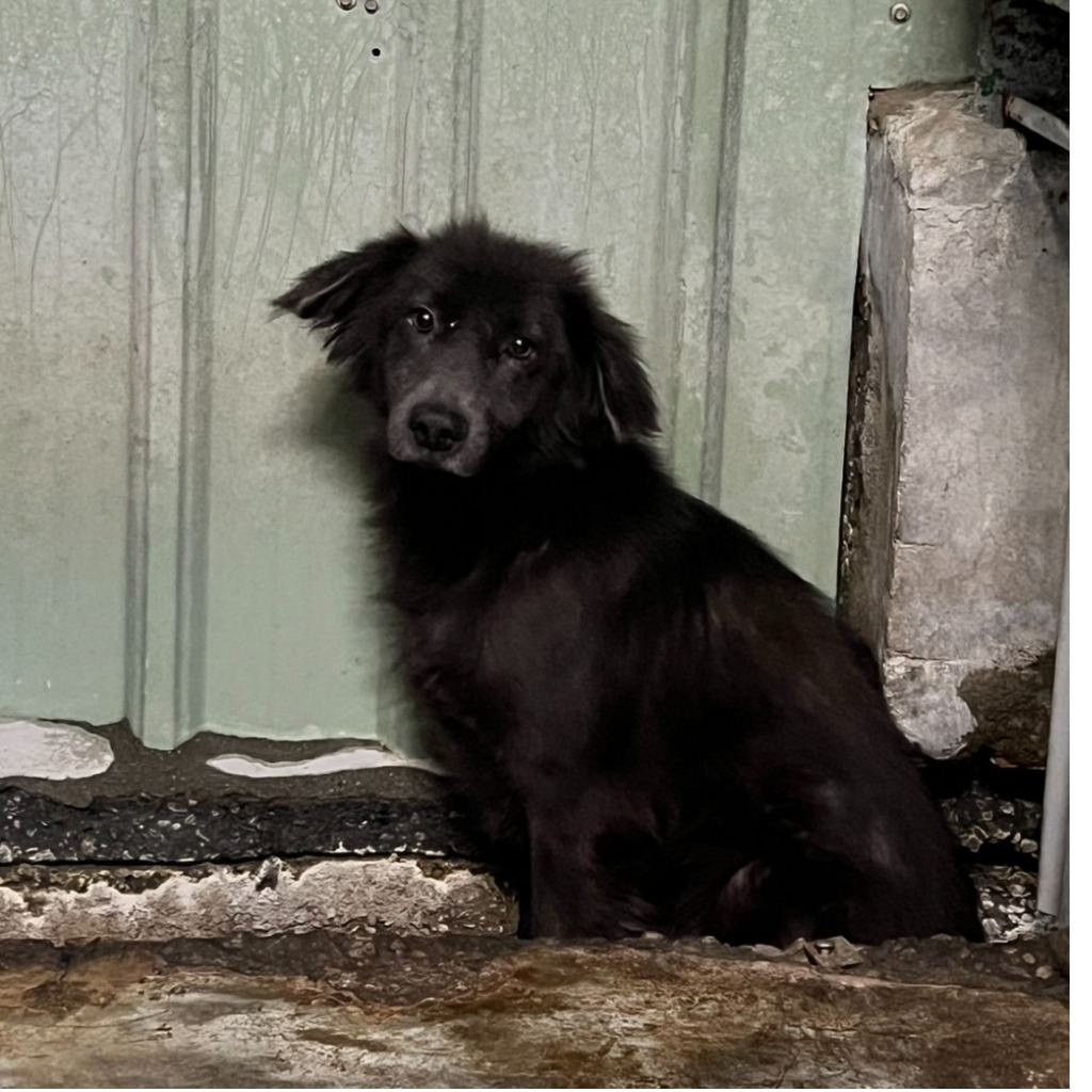 Photo of No. AAAJG1090724001, Adult · Male · Medium · Mixed breed