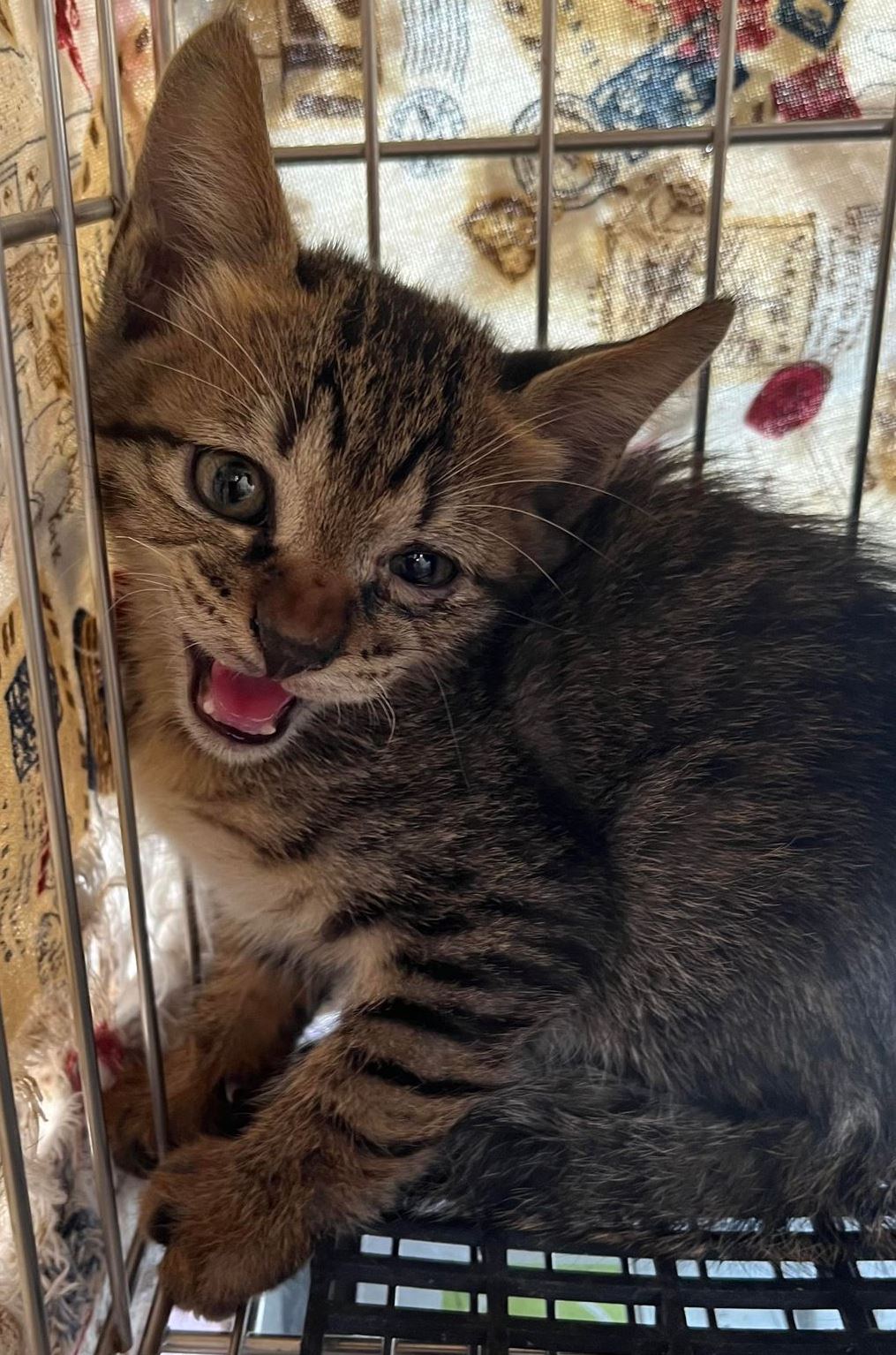 Tabby young male mixed-breed cat, Small, shelter no. …9002