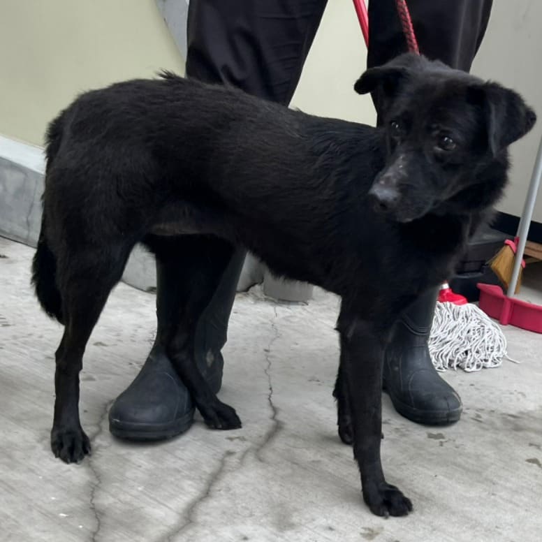 Photo of No. VAAAG112113013, Adult · Female · Medium · Mixed breed