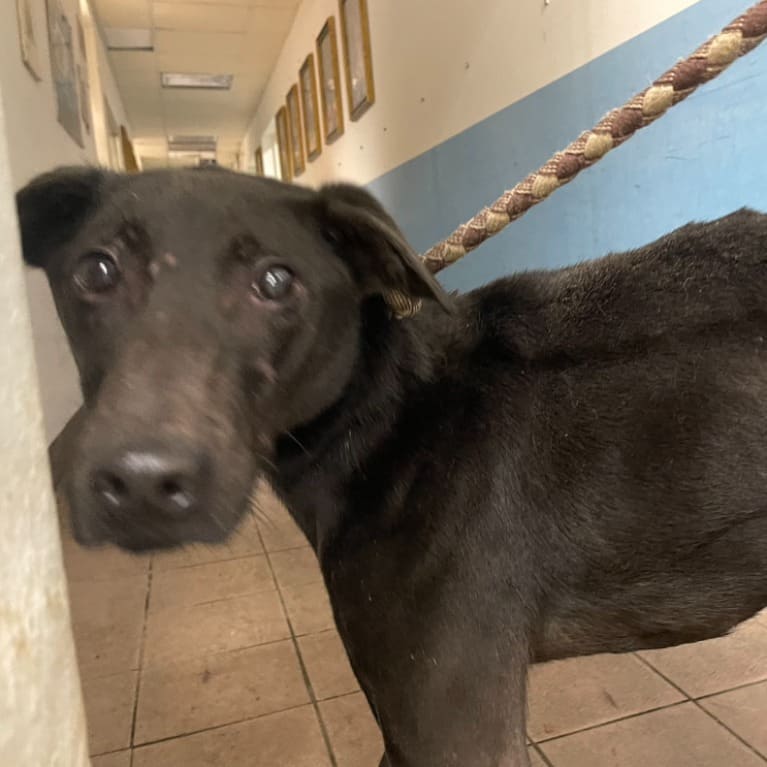 Black adult male mixed-breed dog, Medium, shelter no. …3001