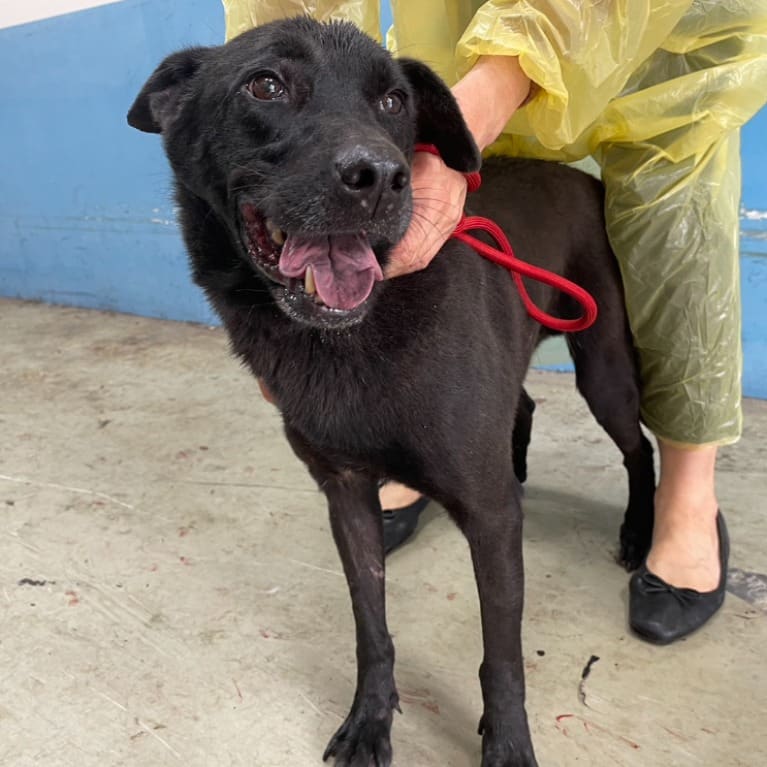 Black adult male mixed-breed dog, Medium, shelter no. …3002