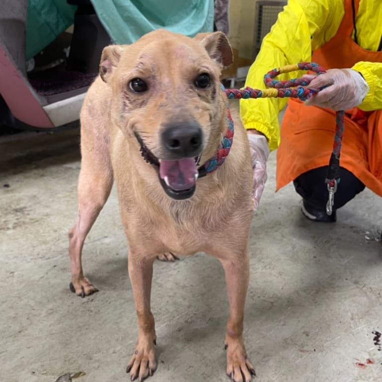 Photo of No. VAAAG112113003, Adult · Male · Medium · Mixed breed
