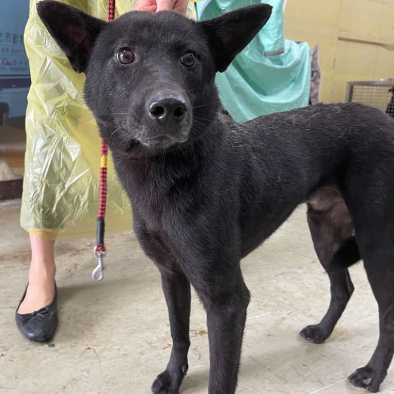Photo of No. VAAAG112113004, Adult · Male · Medium · Mixed breed