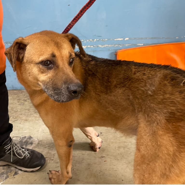 Photo of No. VAAAG112113006, Adult · Male · Medium · Mixed breed