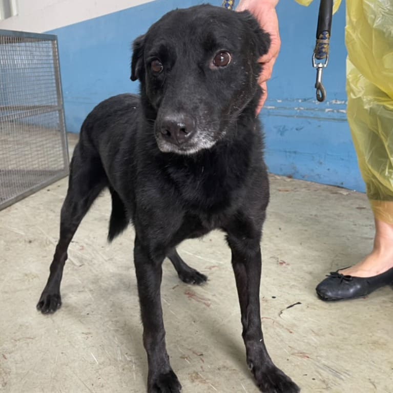 Black adult male mixed-breed dog, Medium, shelter no. …3009